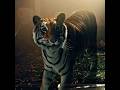 🐯🏠 Wild beast at home! 😱🚫 #911 #911lonestar #tiger