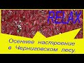 Девичий виноград. Дикий виноград. Осеннее настроение в Черниговском лесу.