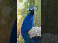 Majestic &amp; Peaceful Peacock at The Bird Gardens of Naples 🦚✨ | A Serene Florida Sanctuary Experience