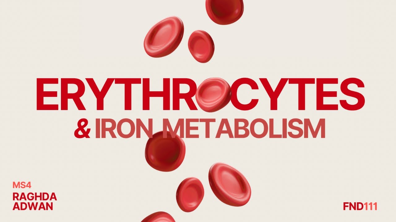 Erythrocytes, Iron Metabolism | Raghda Adwan | FND 111