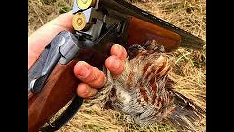 Chasse à la caille très cool 2017 \ Quail hunting 2017