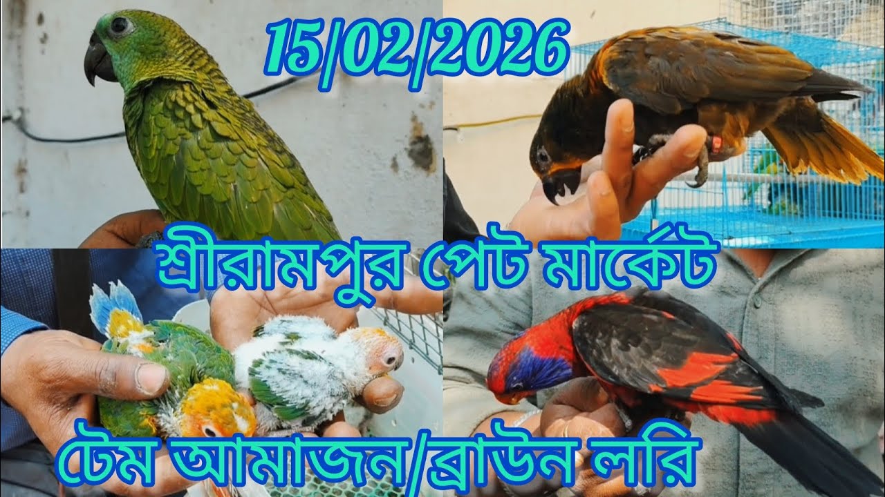 Today Shrirampur Pet Market 🦜 Exotic Birds at Cheapest Price 🐦 15/02/2026🦜 টেম আমাজন, ব্রাউন লরি 🦜