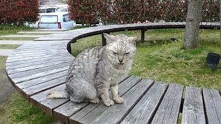 公園のベンチでミサイル猫発見、隣に座ってモフモフしてみる