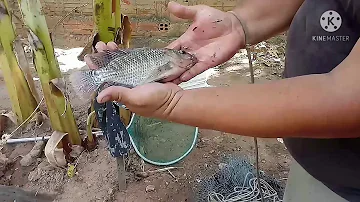 Para que serve o fel do peixe?