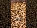 China to buy billions worth of US soybeans after Trump complaints