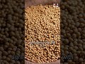 China to buy billions worth of US soybeans after Trump complaints