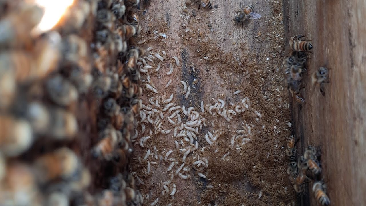 new bee problem - YouTube
