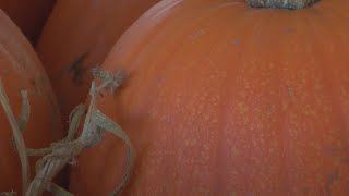 New Mexico farmers face multiple hurdles getting pumpkins out in time for Halloween