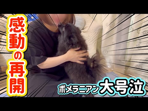 【出産】1週間ぶりに飼い主と再会するポメラニアン