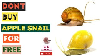 Don't buy till you watch this | Apple snail | தமிழில் | algae eaters | tank destroyers