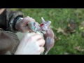 Squirrel Skinning: For Hide & Meat