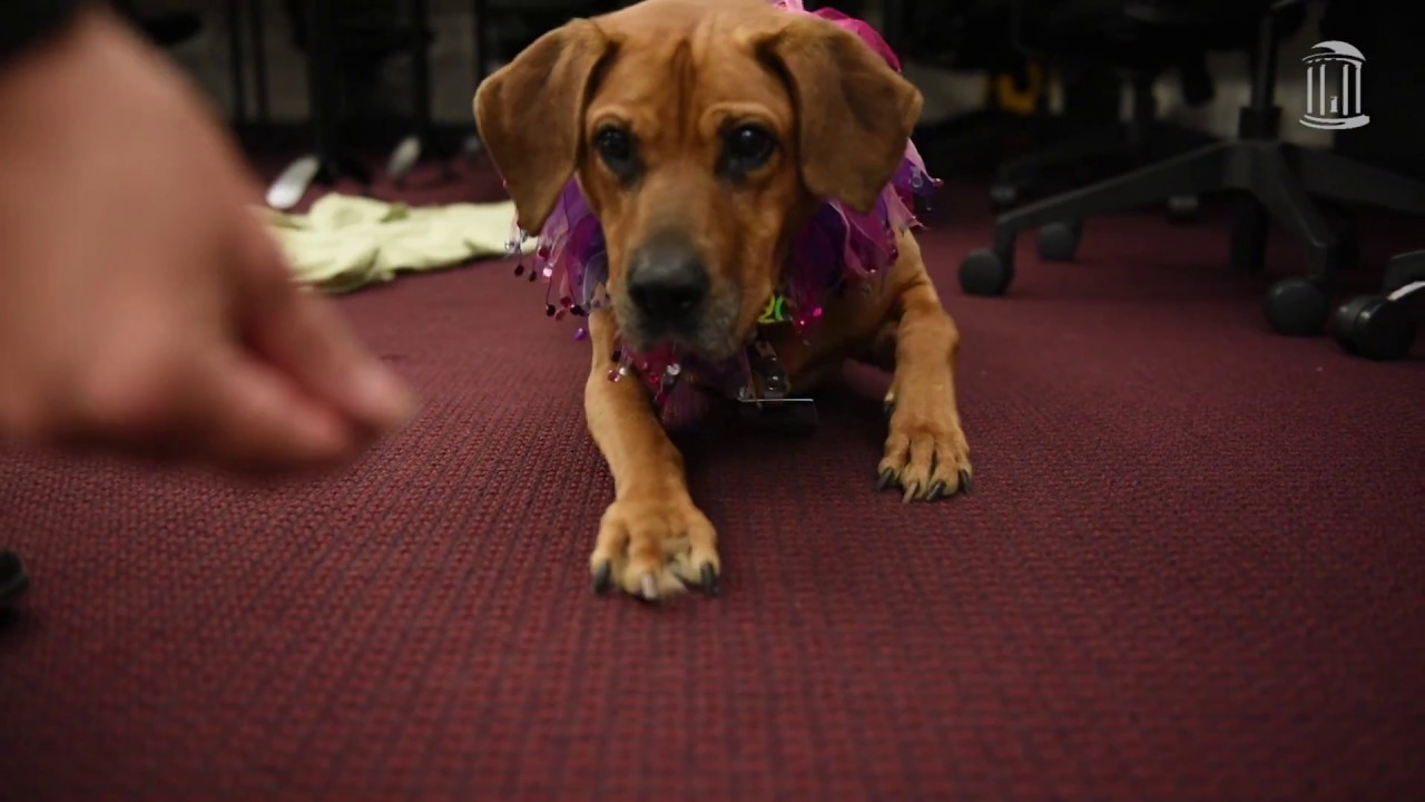 collage Therapy pets at Park Library