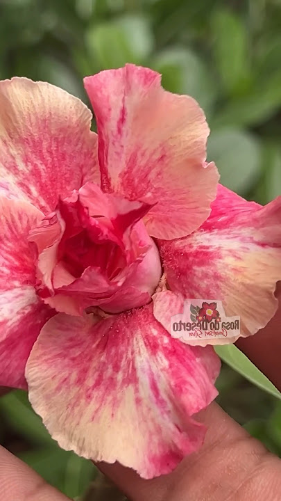 Dama da Noite  Rosa do Deserto Multipétalas - Apolonia Grade