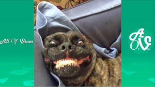 Try Not To Laugh Watching Funny Animal Videos | Funniest Animals Compilation 2021 by All Of Vines 45,489 views 2 years ago 8 minutes, 14 seconds