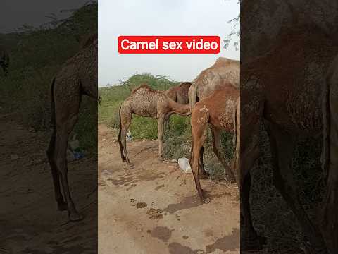 الجمل يمارس الجنس علانية مع ناقته والأمر ممتع والحمد لله