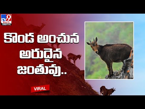 కొండ అంచున అరుదైన జంతువు.. | Himalayan Tahr - TV9