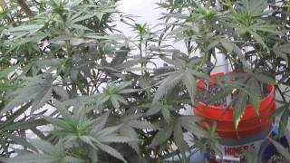 3/13/15 Medical Marijuana Veg and Bloom Update