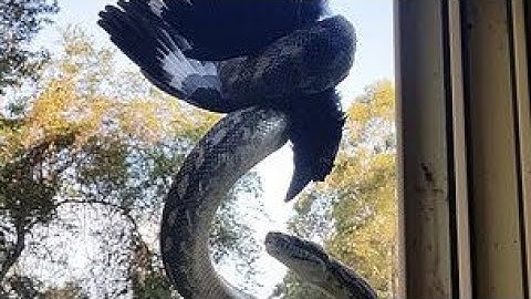 Tourist finds ENORMOUS python eating bird while hanging off roof