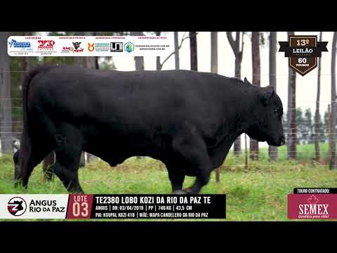 LOTE 03 LOBO KOZI DA RIO DA PAZ TE