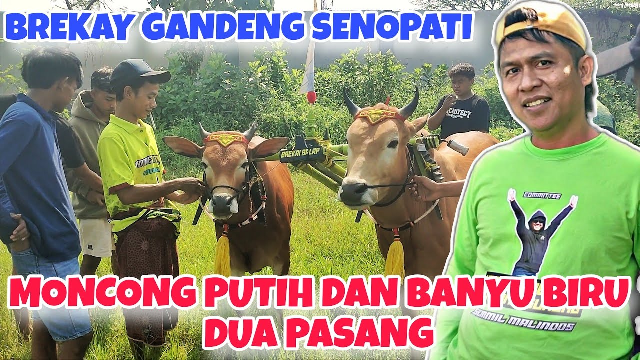 KOLABORASI SAPI JAWA DENGAN BREKAY BALAP || ADA JUGA MONCONG PUTIH DAN BANYU BIRU