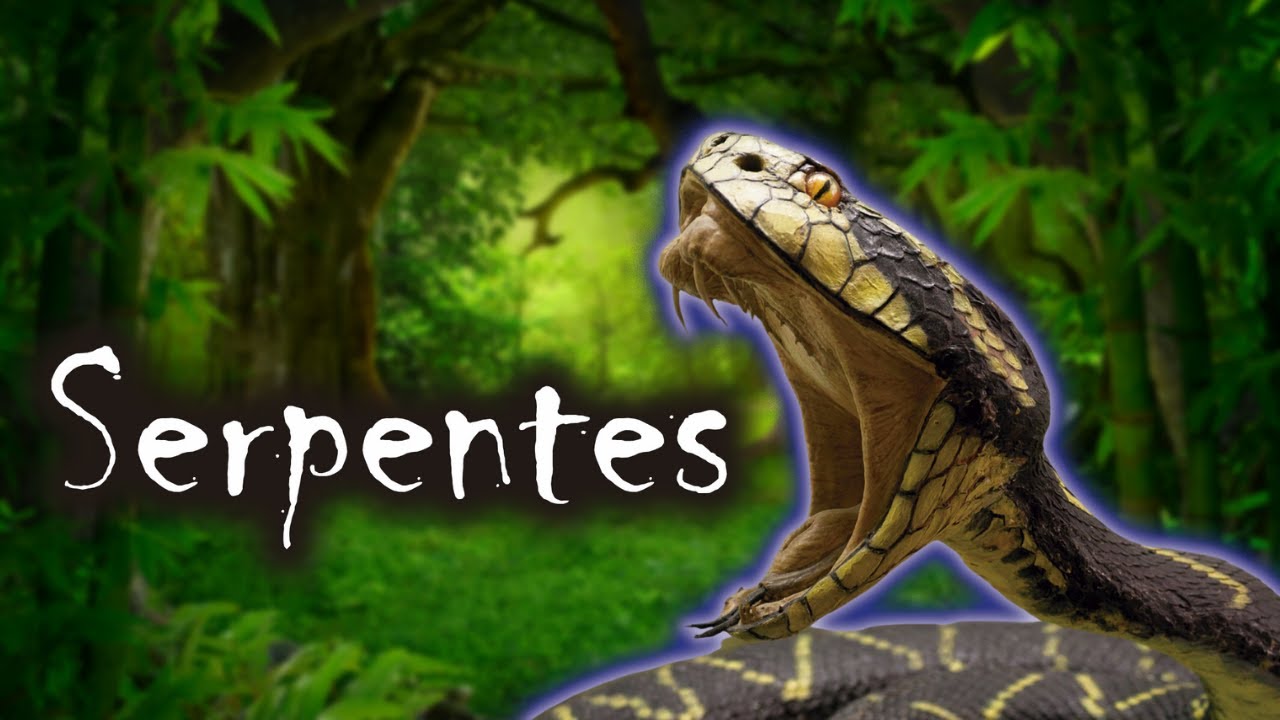 Serpentes e Cobras | Venenosas Perigosas e Mortais por todo o Mundo | Animais Selvagens Incriveis!!