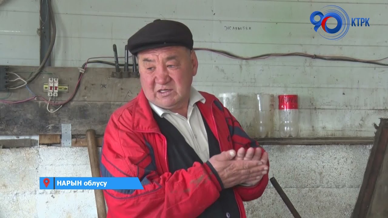 Өзгөчө ыкма менен бука байлап, ар бир жандыкка өзүнчө көңүл бурган фермер | Нарын