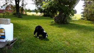 Puppy Makes A New Friend