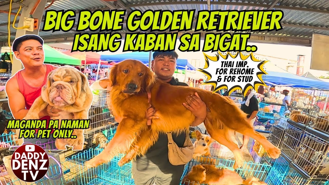 DREAM DOG MO DIN BA ITO.. / SOLID ENGLISH BULLDOG ANO ISSUE?