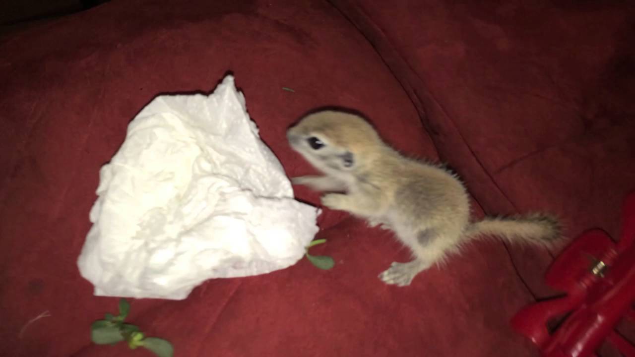 Sapphire, the Desert Squirrel Rescue Part 9 by Reptile Rescue Las Vegas YouTube