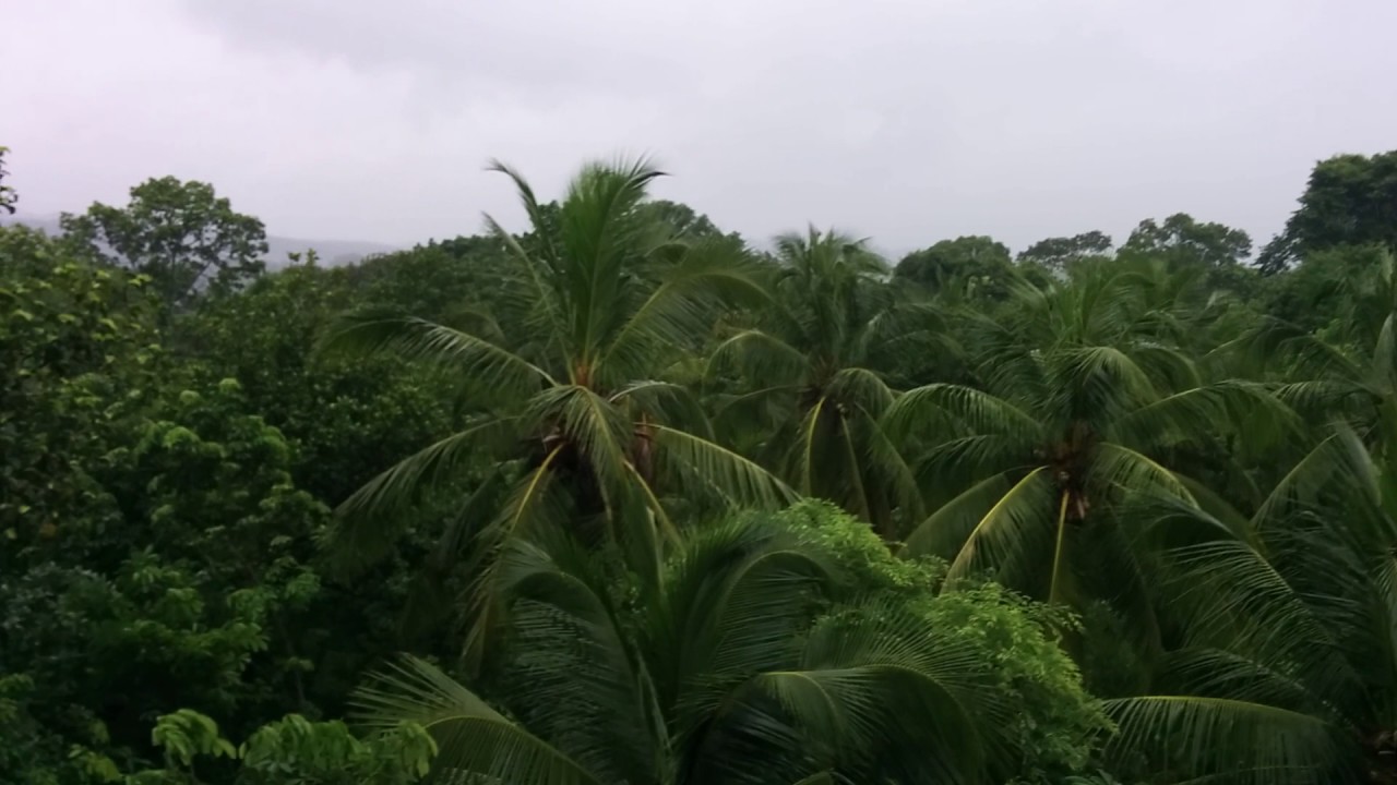 Rare fruit of kanyakumari height of 450 feet in smiling rain YouTube