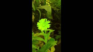 Calendula Officinalis Yellow Color And Balsam Goruvanka Colors Red, White, Pink In My Garden,