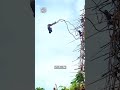 Intense tribe bungee jump 🫣                           🎥: @‌tamuka.x via ViralHog