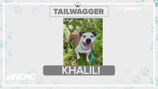 Tuesday Tailwagger: Meet Khalili