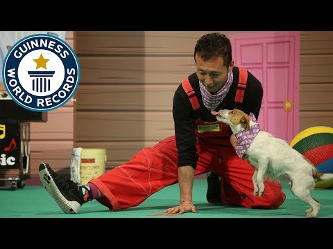 Most jumps over a moving human leg by a dog in thirty seconds – Guinness World Records