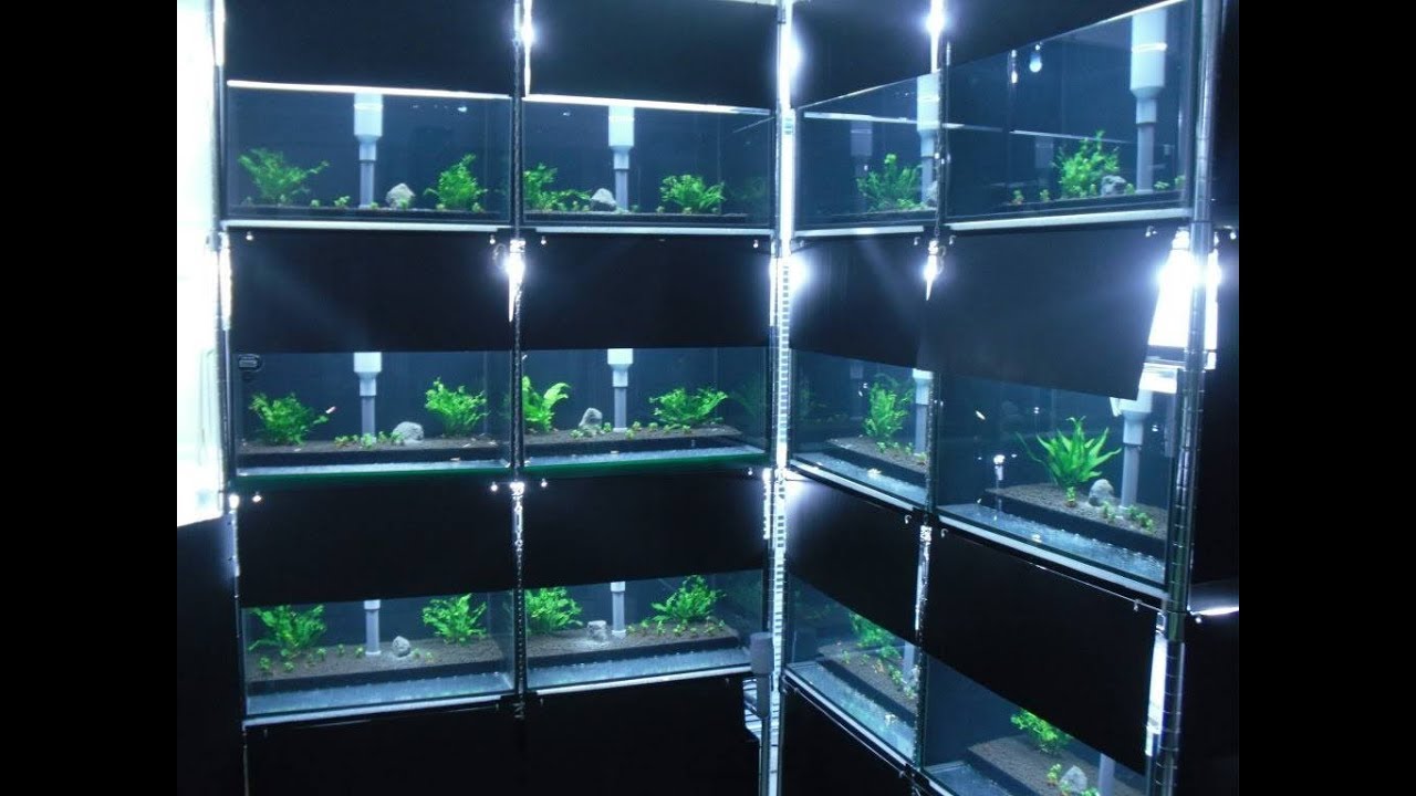 Shrimp rack setup - YouTube