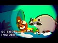 Raccoon Invasion and Urban Challenges
