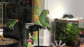 Lored Amazon Parrot 🦜