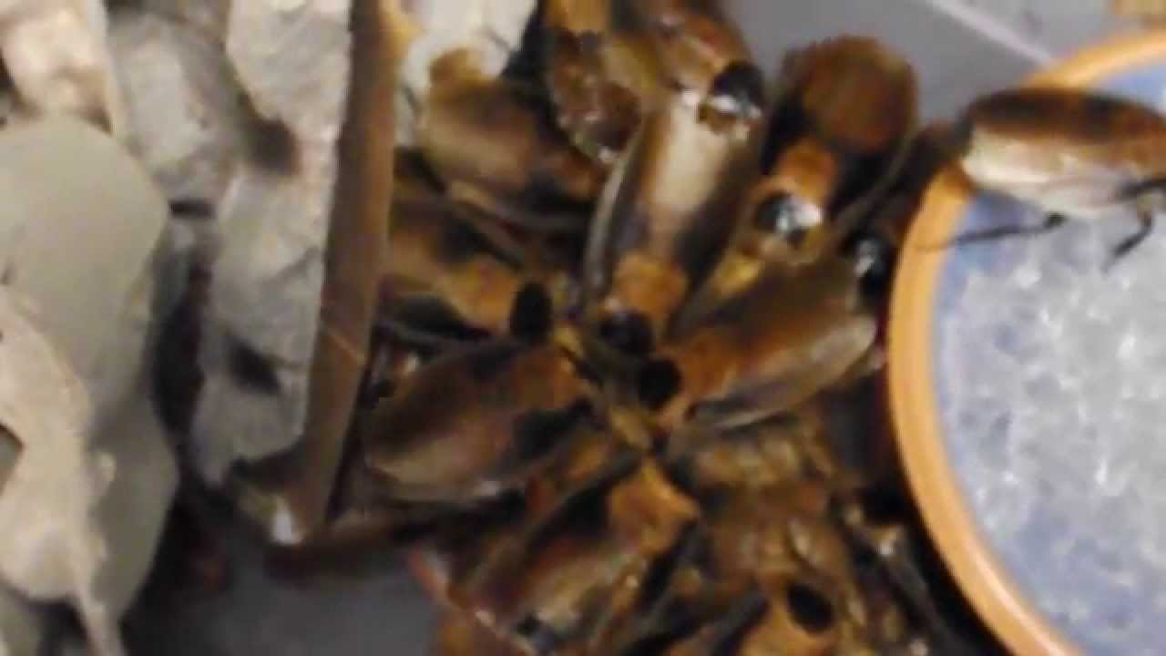 geckos for sale Discoid Roaches chowing down on Rapashy Bug Burger