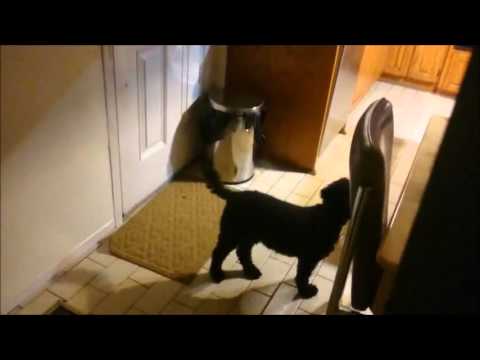 Perro golpea cesto de basura para llamar la atención - YouTube