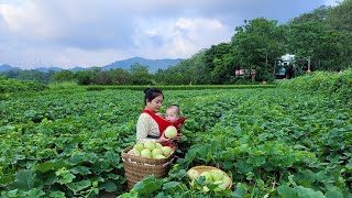 Daily Life of a 18-Year-Old Single Mother - Harvesting Melon Pear to sell | Tieu Mai Linh