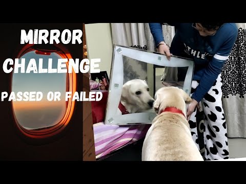 Dog Mirror Challenge |Jakson Labrador Boy Pass hoga ya Fail😊😰