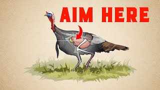 Shotgun & Bow Shot Placement Guide Turkey Hunting Tactics