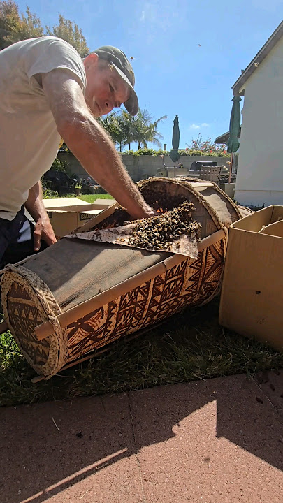 Sticking your hand into a hive of 20k bees is not for the faint of heart 😬🐝 #bee #animals #wildlife