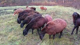 видео: Матки на пастбище,30.10.25 год, Ватсапп+79192404323 картинка: Матки на пастбище,30.10.25 год, Ватсапп+79192404323