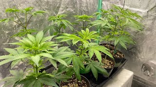 D35V Gorilla Zkittelz, Delahaze, Wedding Cake, Orange Sherbert, Green Crack Barney’s Farm Paradise