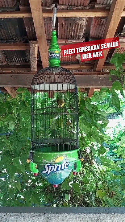 pleci pacitan tembakan sejalur wek wek #pleci #trending #kicaumania #fyp