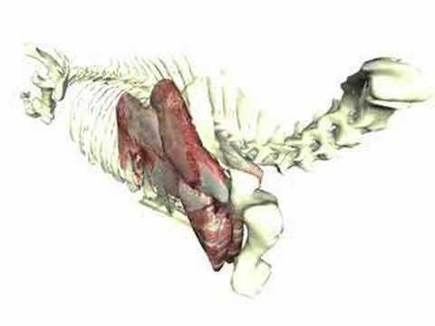 A video produced by the DEAL Lab at the University of Nebraska-Lincoln. This video will be used in the classroom to teach students about bovine muscle structure. It also has the potential for use in the beef industry.