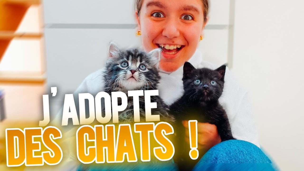 PINK LILY ADOPTE DEUX CHATONS ! (COMPILATION)