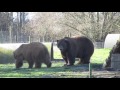 Big kodiak and grizzly bear