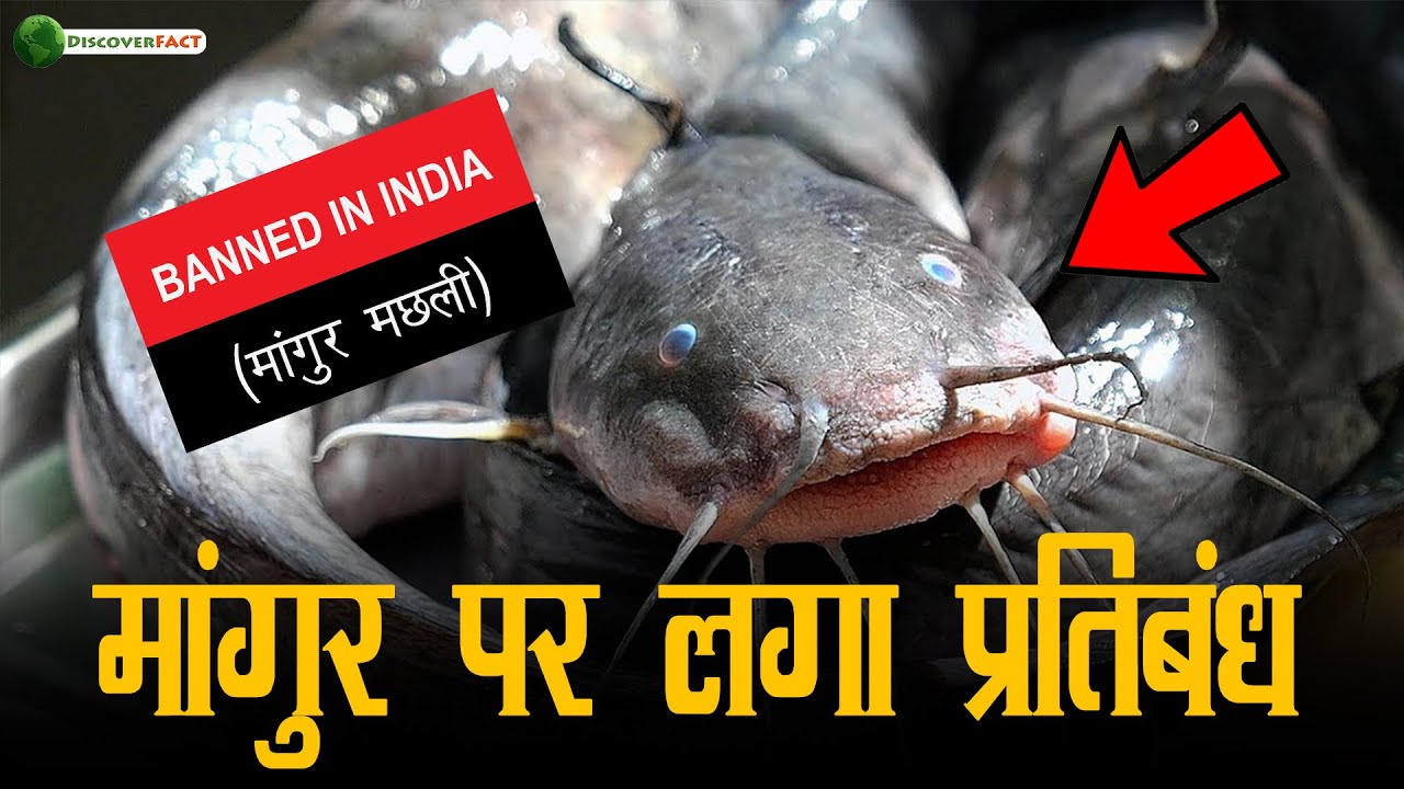 मांगुर मछली पर सरकार ने क्यों लगाया प्रतिबंध? Magur Fish Banned In India